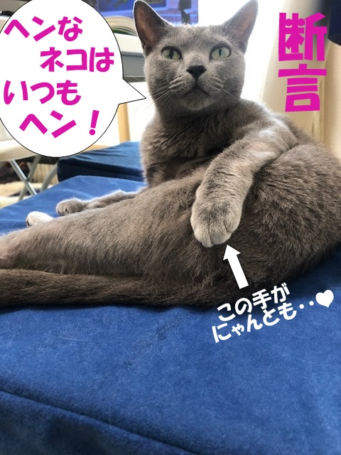 f:id:LoveRussianBlue:20190628225233j:plain
