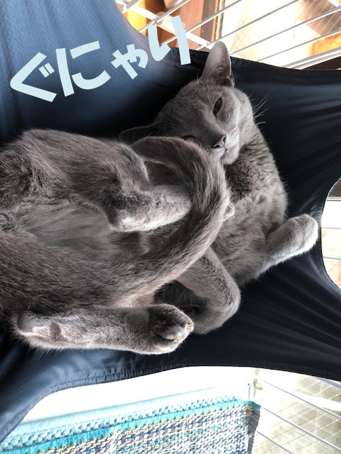 f:id:LoveRussianBlue:20190628230141j:plain