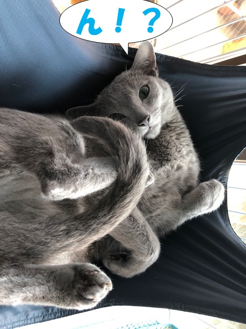f:id:LoveRussianBlue:20190628231130j:plain