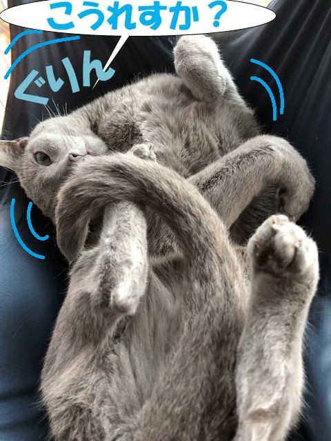 f:id:LoveRussianBlue:20190628231250j:plain