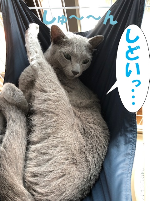f:id:LoveRussianBlue:20190628231400j:plain