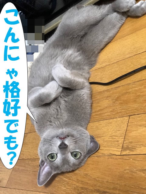 f:id:LoveRussianBlue:20190628233442j:plain