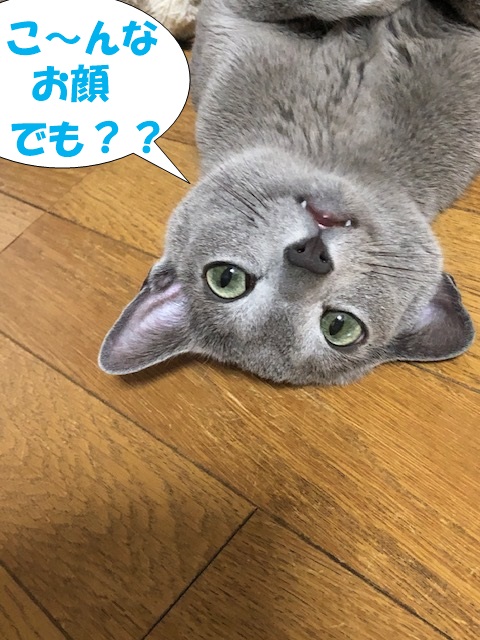 f:id:LoveRussianBlue:20190628233542j:plain