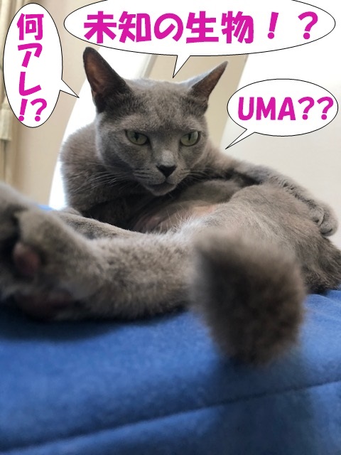 f:id:LoveRussianBlue:20190630184128j:plain