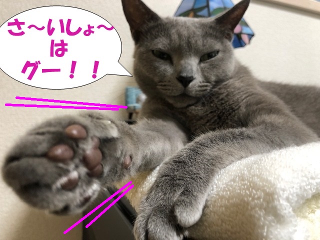 f:id:LoveRussianBlue:20190701145147j:plain