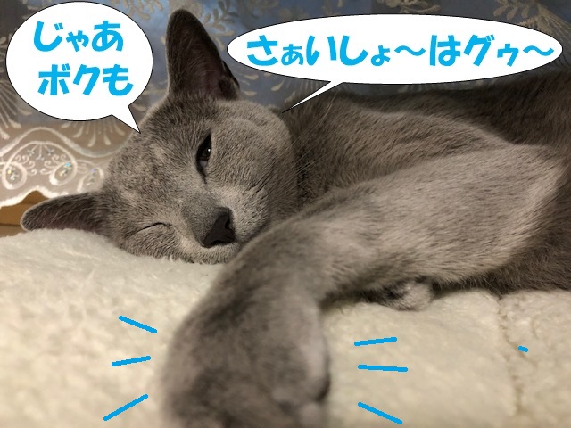 f:id:LoveRussianBlue:20190701145203j:plain