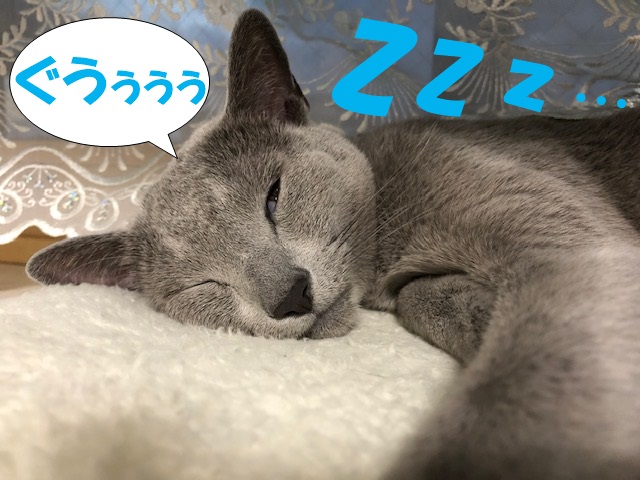 f:id:LoveRussianBlue:20190701145213j:plain