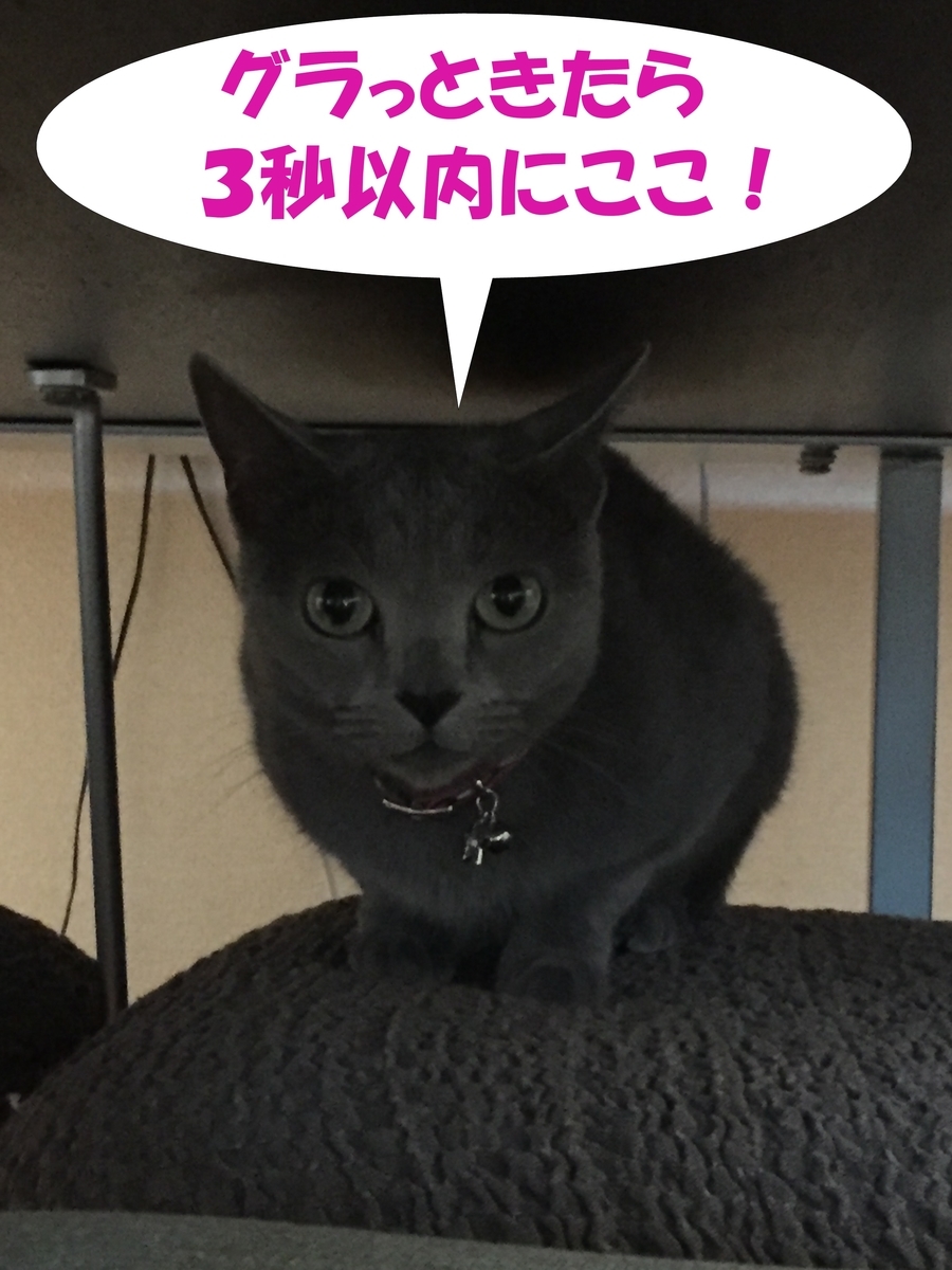 f:id:LoveRussianBlue:20190701145237j:plain