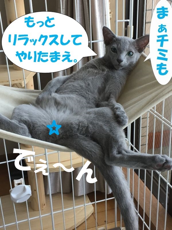 f:id:LoveRussianBlue:20190701150038j:plain