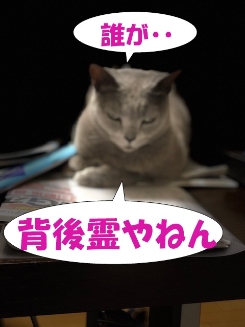 f:id:LoveRussianBlue:20190701150330j:plain
