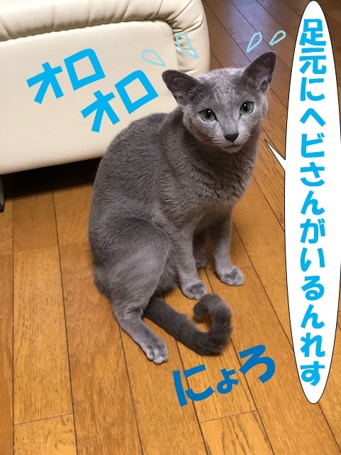 f:id:LoveRussianBlue:20190701150400j:plain