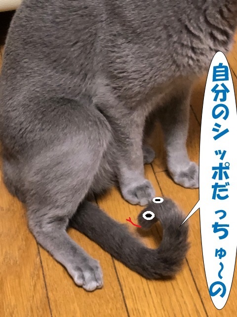 f:id:LoveRussianBlue:20190701150423j:plain