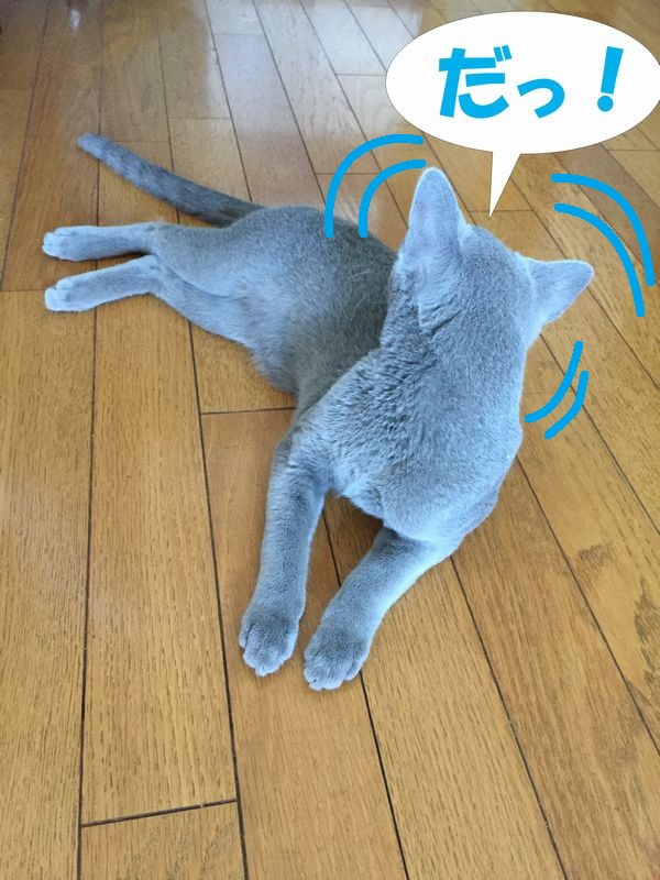 f:id:LoveRussianBlue:20190701150646j:plain