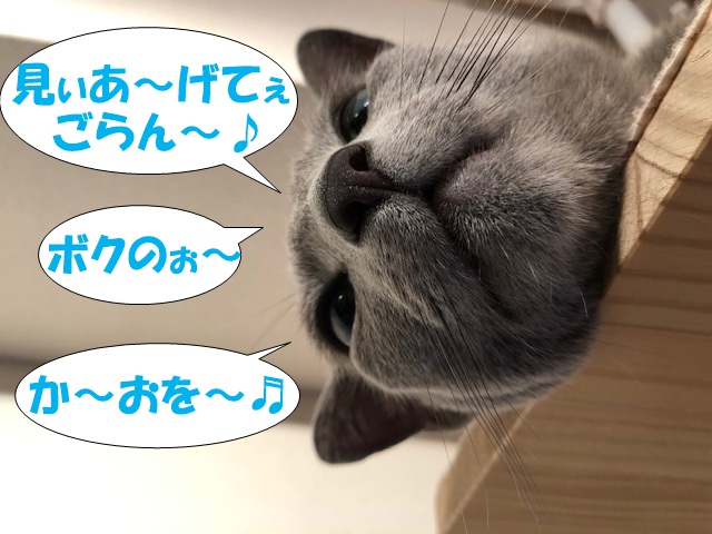 f:id:LoveRussianBlue:20190701150848j:plain