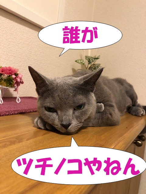 f:id:LoveRussianBlue:20190701154733j:plain