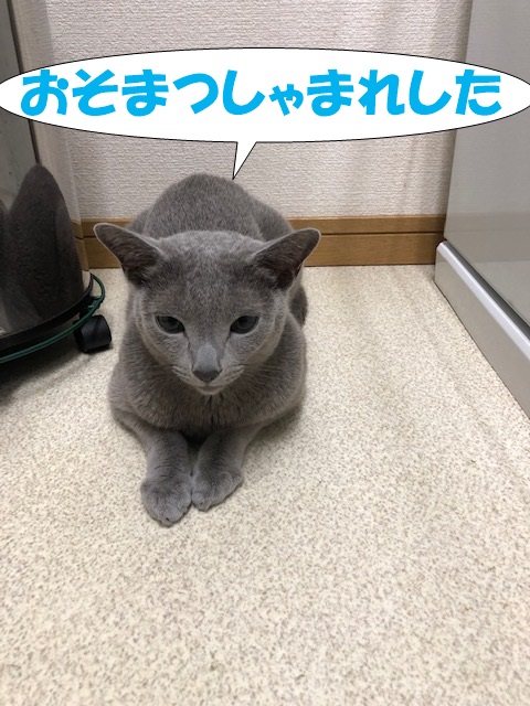 f:id:LoveRussianBlue:20190701154826j:plain