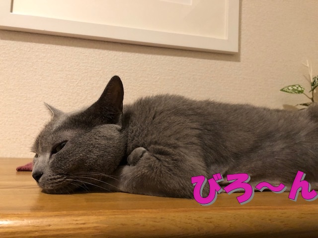f:id:LoveRussianBlue:20190701214709j:plain