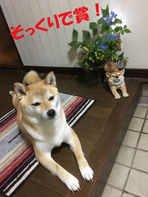 f:id:LoveRussianBlue:20190701215227j:plain