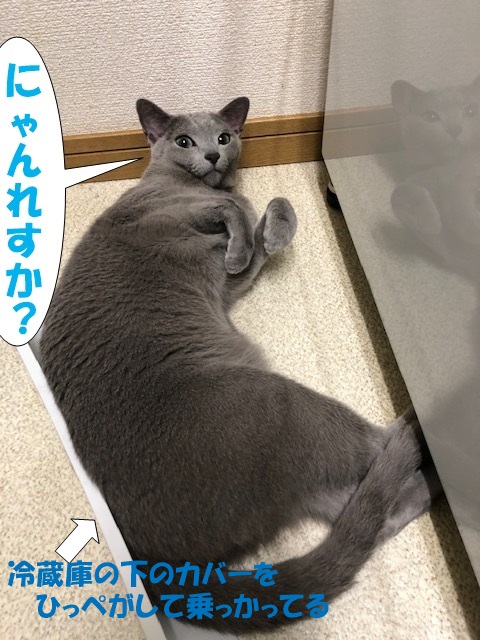 f:id:LoveRussianBlue:20190711153138j:plain