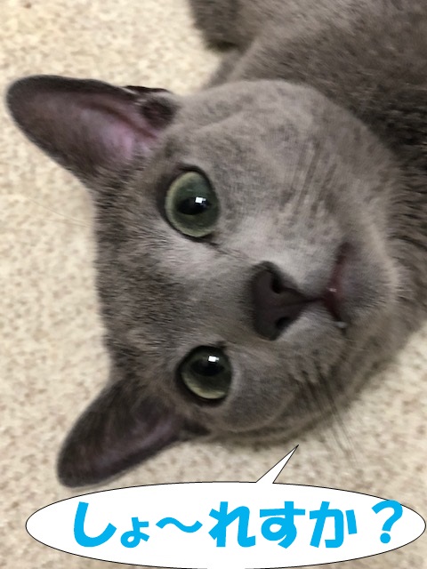 f:id:LoveRussianBlue:20190711153241j:plain