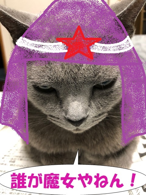 f:id:LoveRussianBlue:20190713002340j:plain