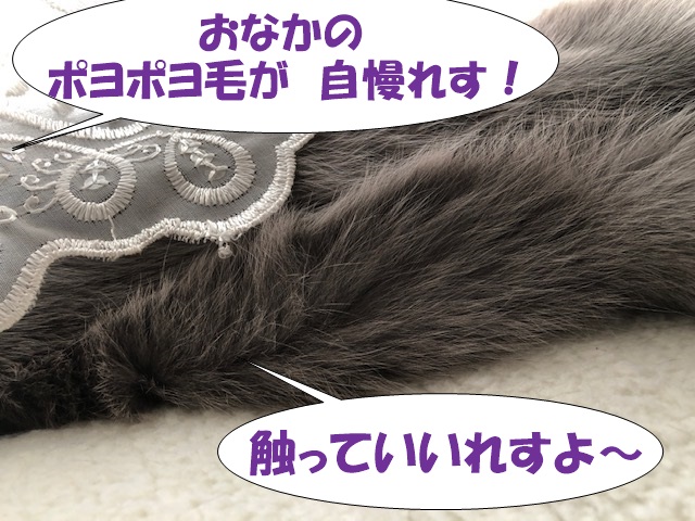 f:id:LoveRussianBlue:20190713003049j:plain