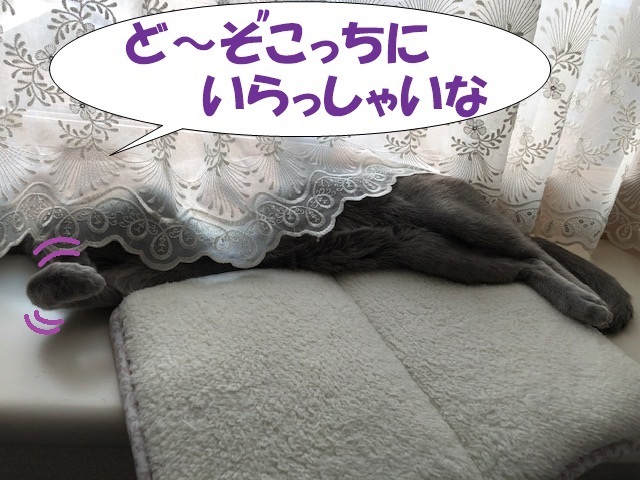 f:id:LoveRussianBlue:20190713105817j:plain