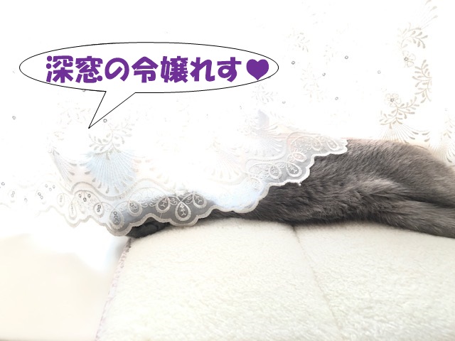 f:id:LoveRussianBlue:20190713105846j:plain
