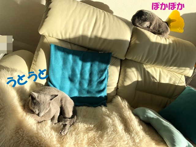 f:id:LoveRussianBlue:20200201204029j:plain f:id:LoveRussianBlue:20200201204029j:plain