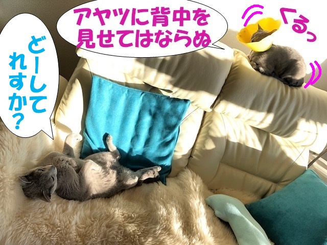 f:id:LoveRussianBlue:20200201212650j:plain f:id:LoveRussianBlue:20200201212650j:plain