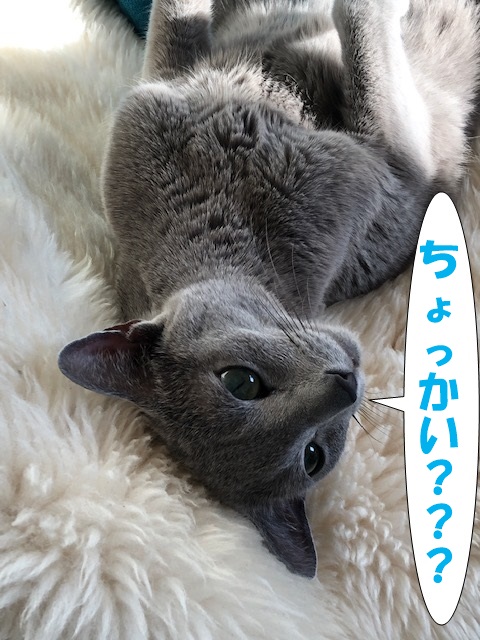 f:id:LoveRussianBlue:20200201212848j:plain f:id:LoveRussianBlue:20200201212848j:plain