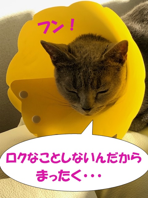 f:id:LoveRussianBlue:20200201213324j:plain f:id:LoveRussianBlue:20200201213324j:plain