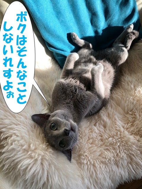 f:id:LoveRussianBlue:20200201213412j:plain f:id:LoveRussianBlue:20200201213412j:plain