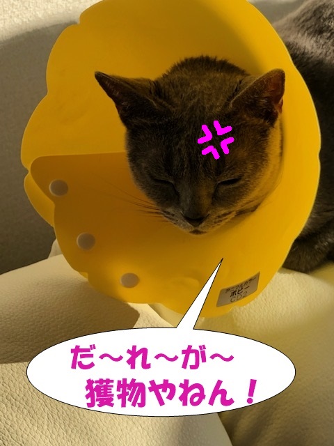 f:id:LoveRussianBlue:20200201215204j:plain f:id:LoveRussianBlue:20200201215204j:plain