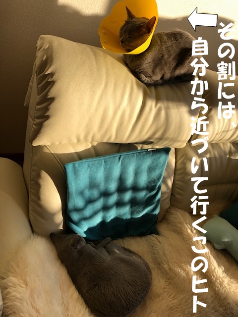 f:id:LoveRussianBlue:20200201220333j:plain f:id:LoveRussianBlue:20200201220333j:plain