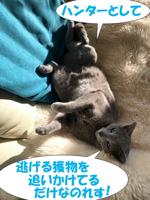f:id:LoveRussianBlue:20200201220908j:plain f:id:LoveRussianBlue:20200201220908j:plain