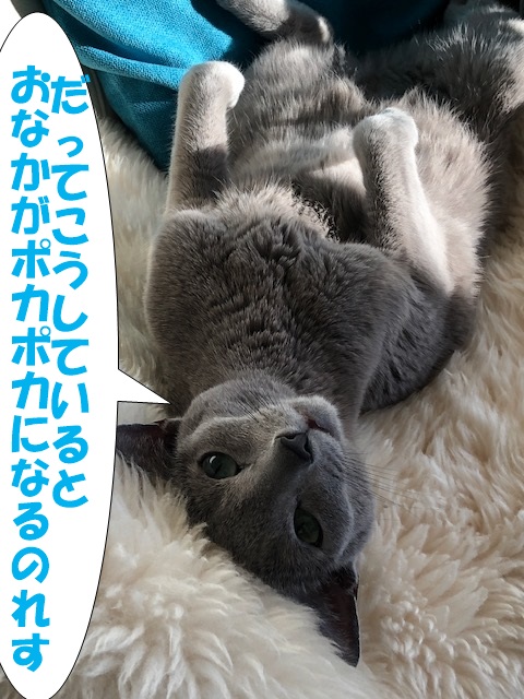 f:id:LoveRussianBlue:20200201222843j:plain f:id:LoveRussianBlue:20200201222843j:plain