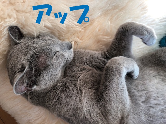 f:id:LoveRussianBlue:20200201224136j:plain f:id:LoveRussianBlue:20200201224136j:plain