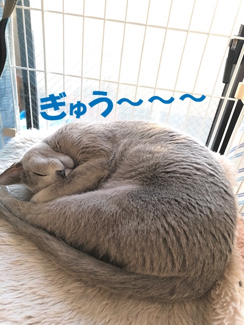 f:id:LoveRussianBlue:20200209173802j:plain