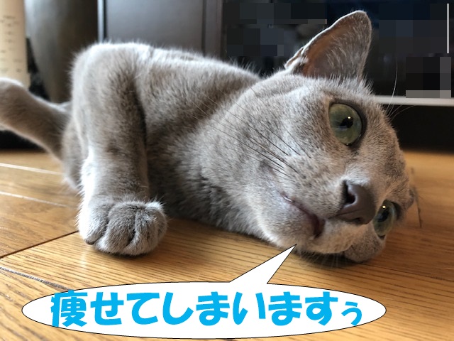 f:id:LoveRussianBlue:20200209205530j:plain