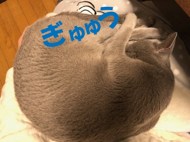f:id:LoveRussianBlue:20200210194435j:plain