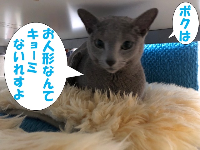 f:id:LoveRussianBlue:20200224215659j:plain
