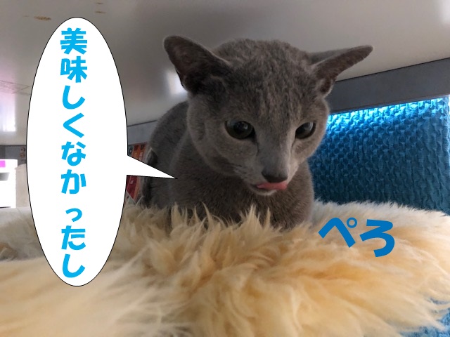 f:id:LoveRussianBlue:20200224215713j:plain