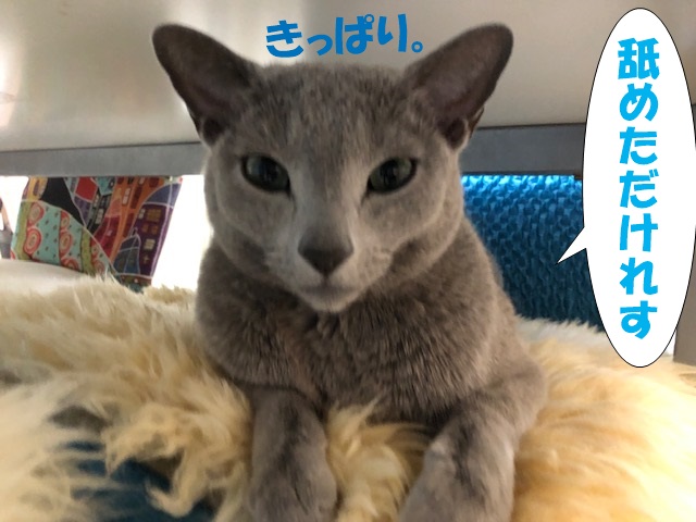 f:id:LoveRussianBlue:20200224220508j:plain