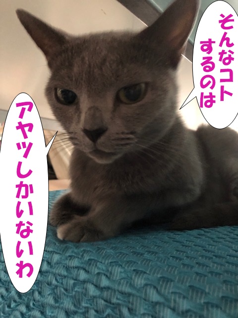 f:id:LoveRussianBlue:20200224222159j:plain