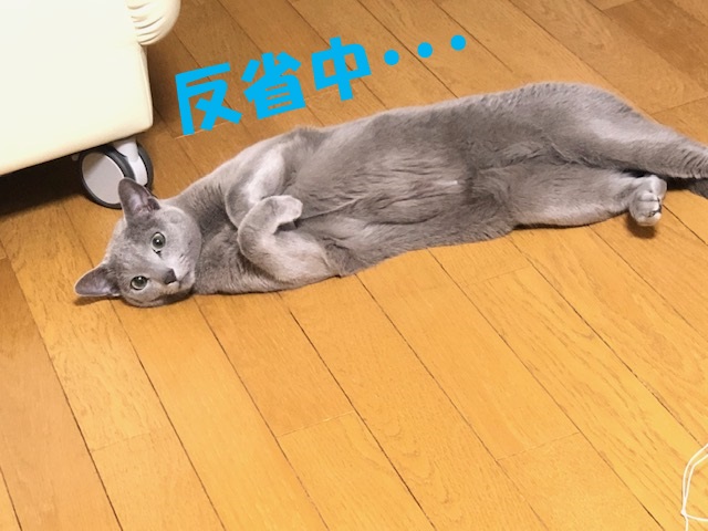 f:id:LoveRussianBlue:20200224222257j:plain