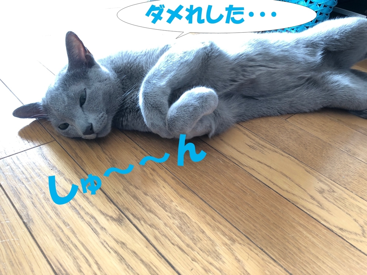 f:id:LoveRussianBlue:20200224224426j:plain