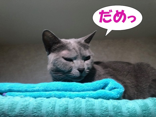 f:id:LoveRussianBlue:20200523172024j:plain