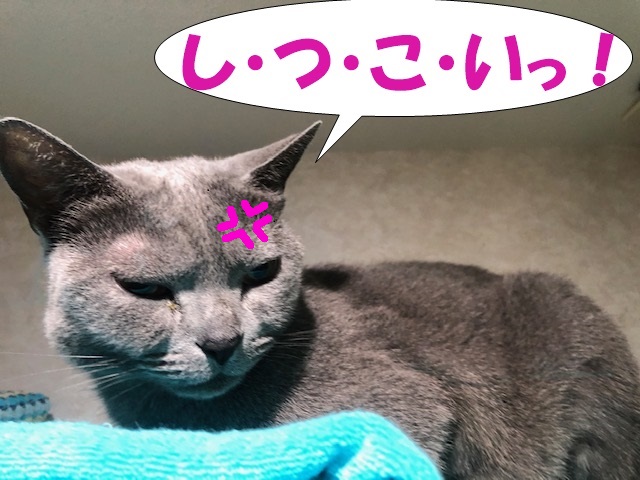 f:id:LoveRussianBlue:20200523172201j:plain