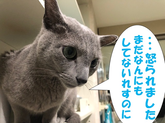 f:id:LoveRussianBlue:20200523172223j:plain